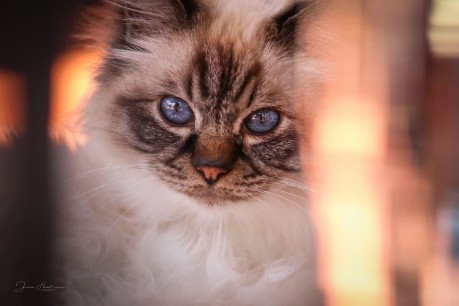 Katze Katze