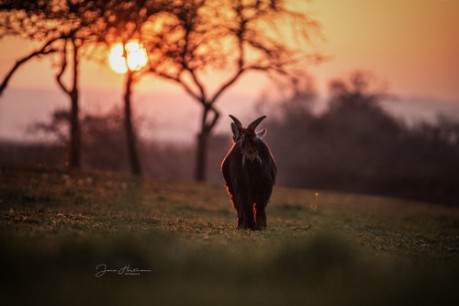 Ziege im Sonnenuntergang Ziege im Sonnenuntergang beim Fotoshooting mit Jana Hartmann