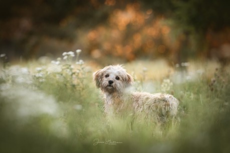 Hund im Sonnenaufgang Hund im Sonnenaufgang