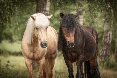 Portrait Ponys Portrait Ponys