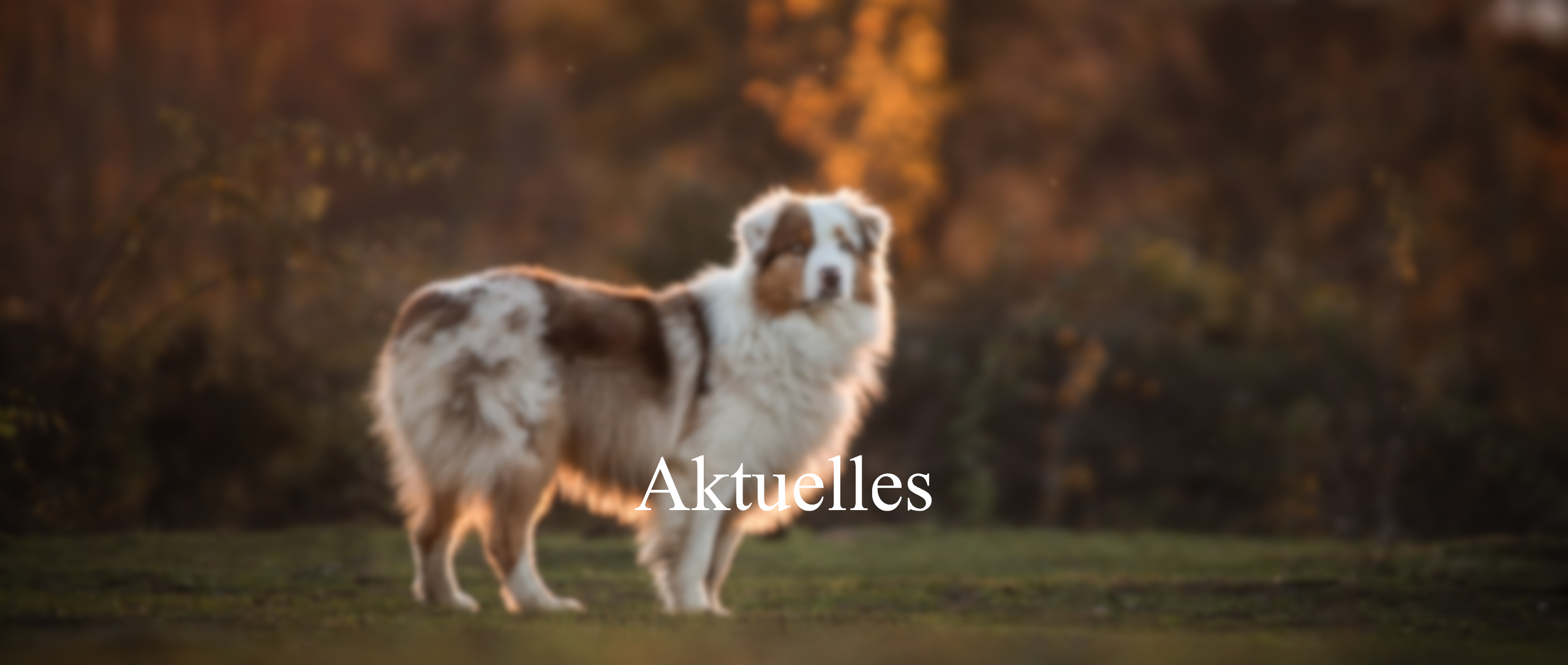 Aktuelles