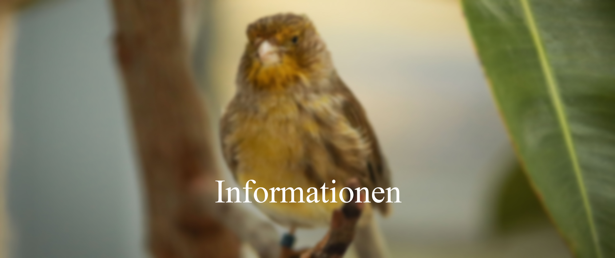 Kanarienvogel Kanarienvogel