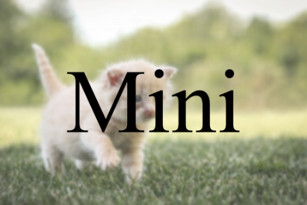 Shootingpaket Mini Shootingpaket Mini