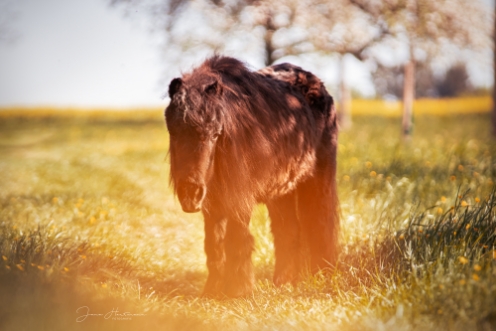 Pony auf Wiese