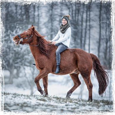 Pferd im Schnee