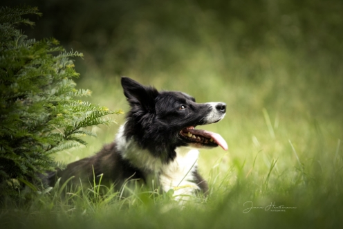 Hund beim Fotoshooting