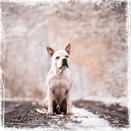 Hund im Schnee